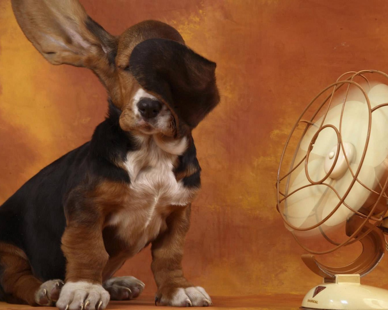 Собака спаниель у вентилятора