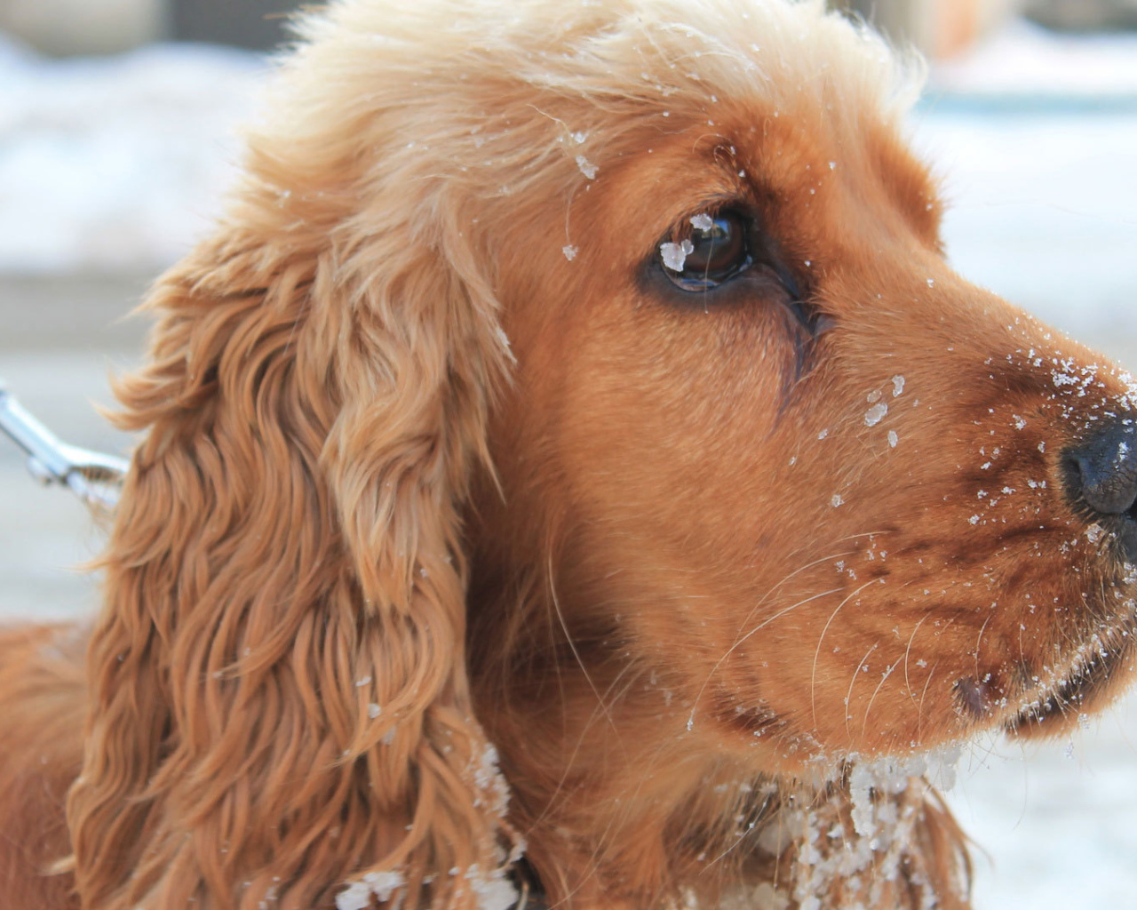 Спаниель вывалялся в снегу