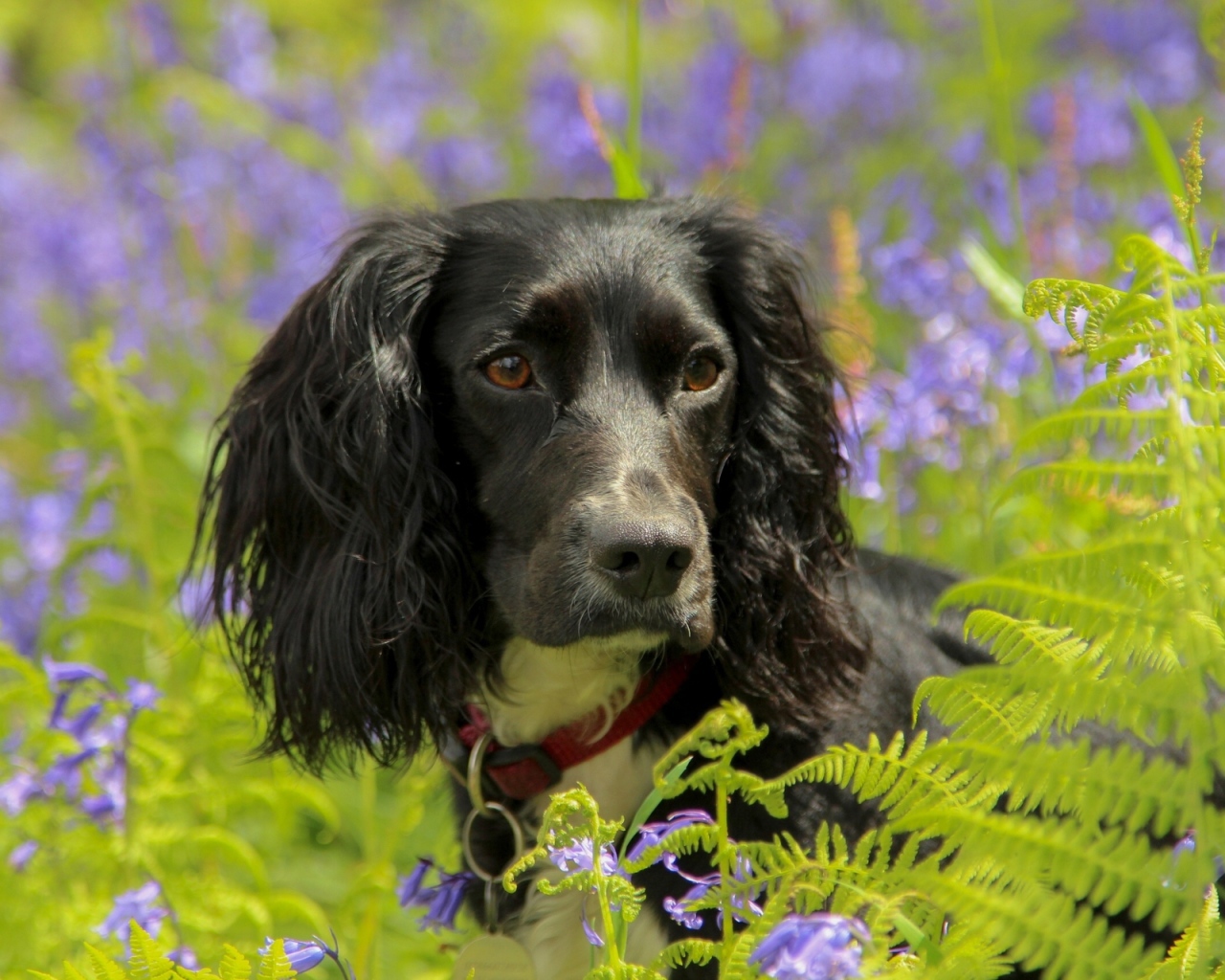 Спаниель в весеннем цвету