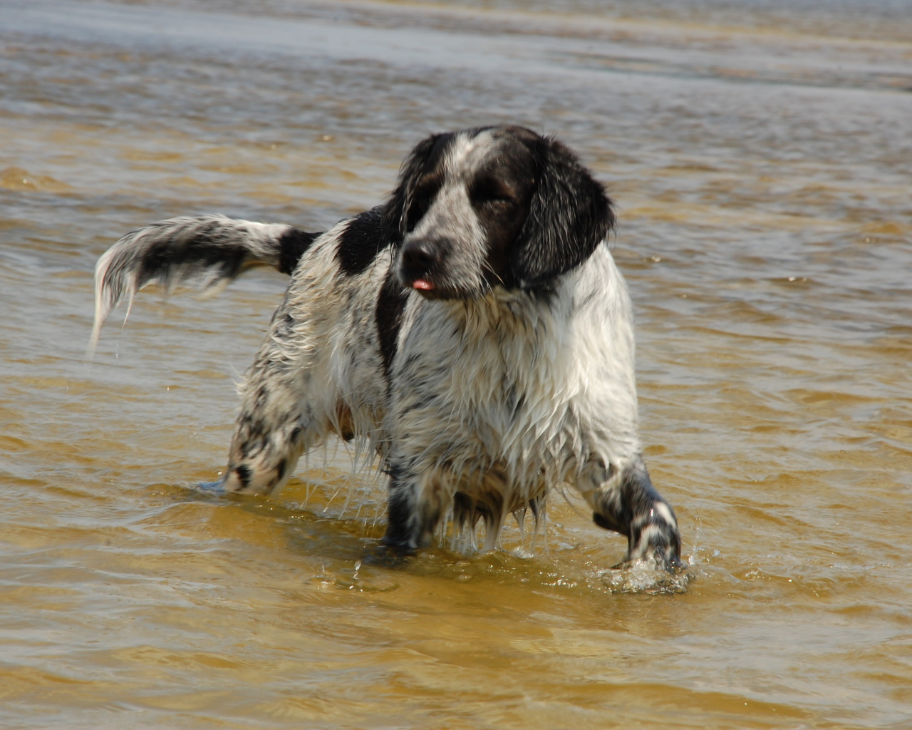 Спаниель играет в воде