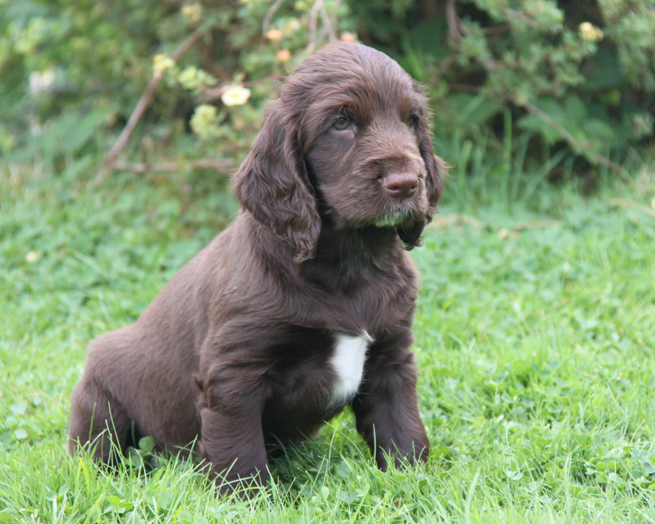 Щенок спаниель в поле