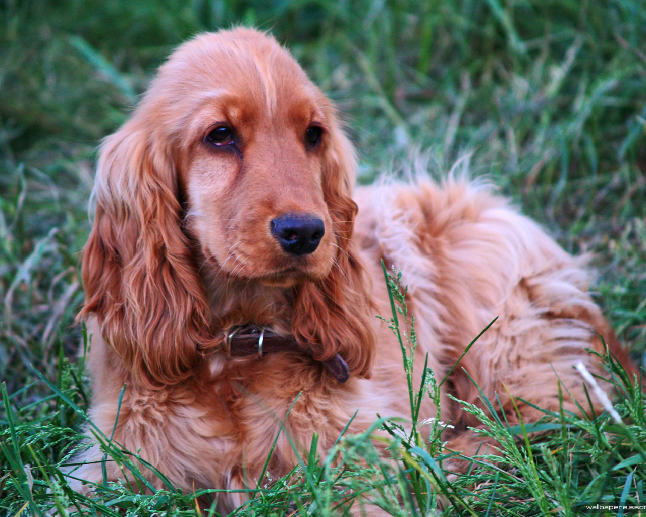 Спаниель гуляет на лугу
