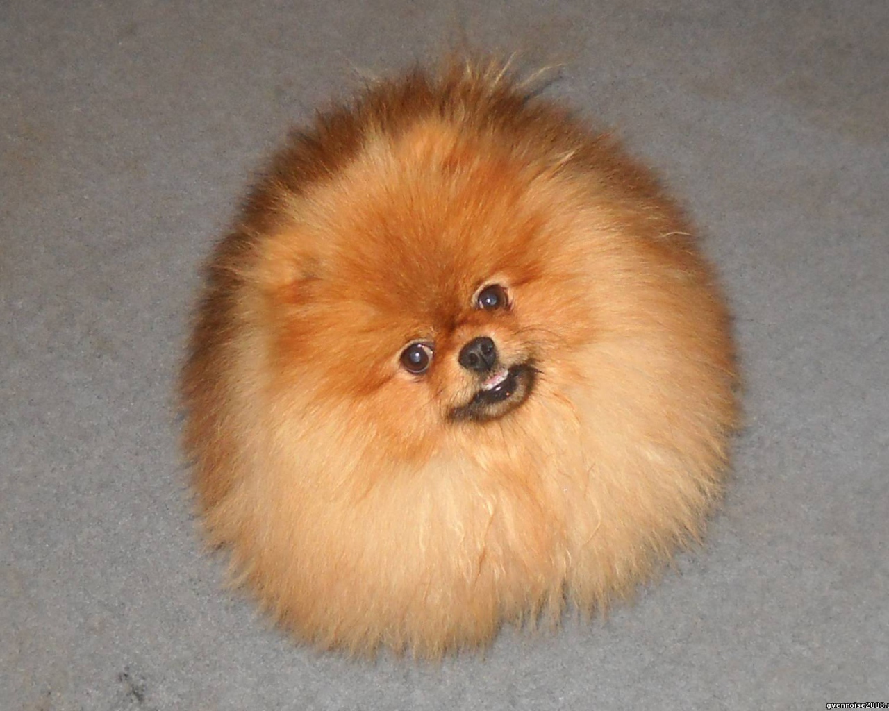 Шпиц пушистое облако