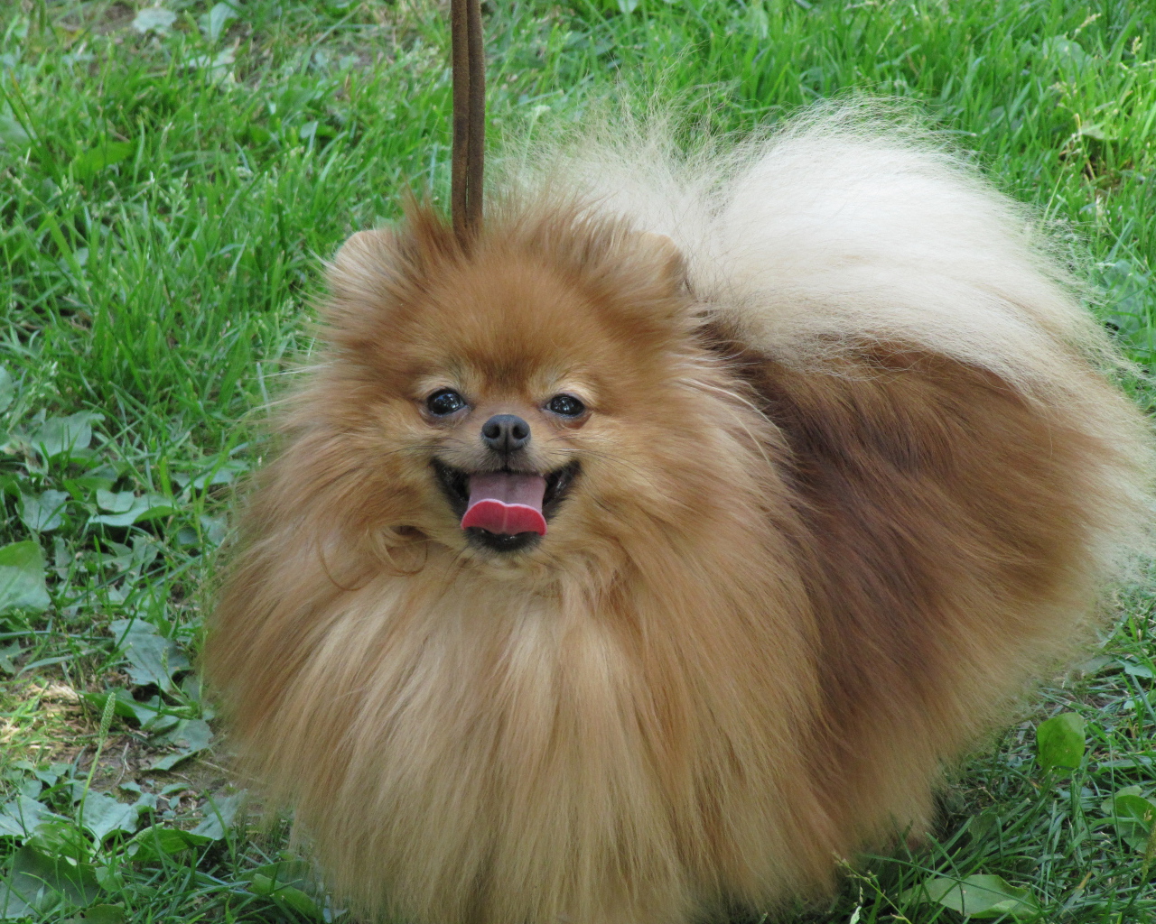 Шпиц на лугу улыбается