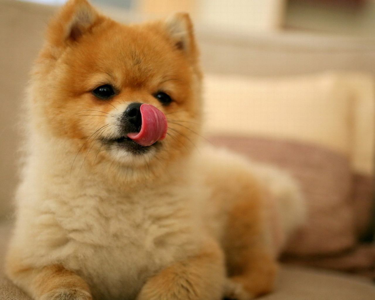 Шпиц облизывает нос