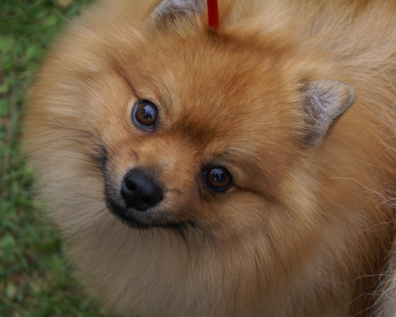 Шпиц смотрит в камеру