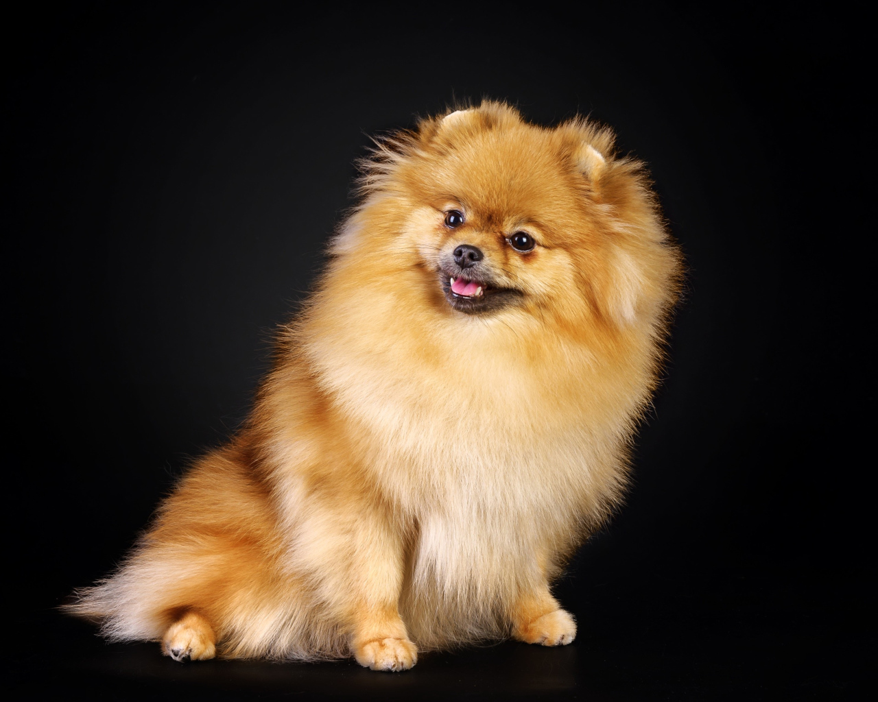 Шпиц на черном фоне