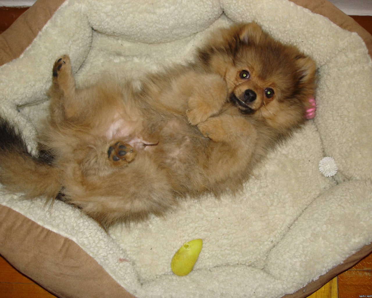 Шпиц отдыхает в кроватке