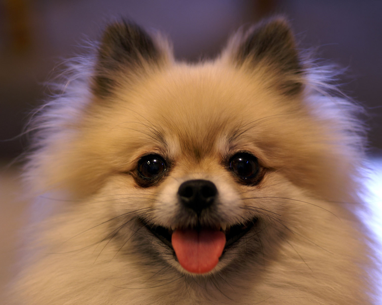 Шпиц показывает язык