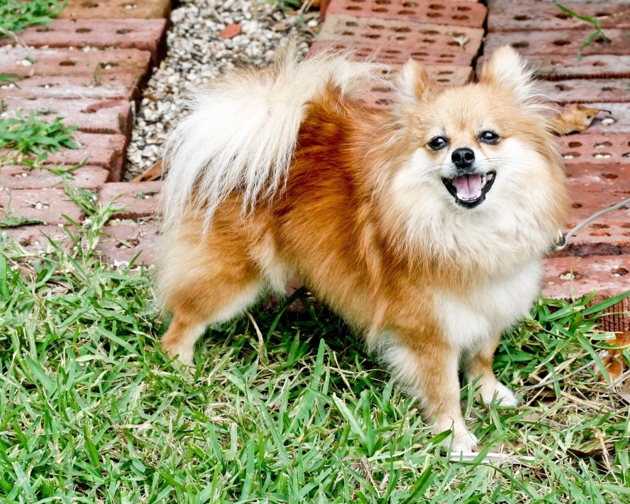 Шпиц улыбается на траве