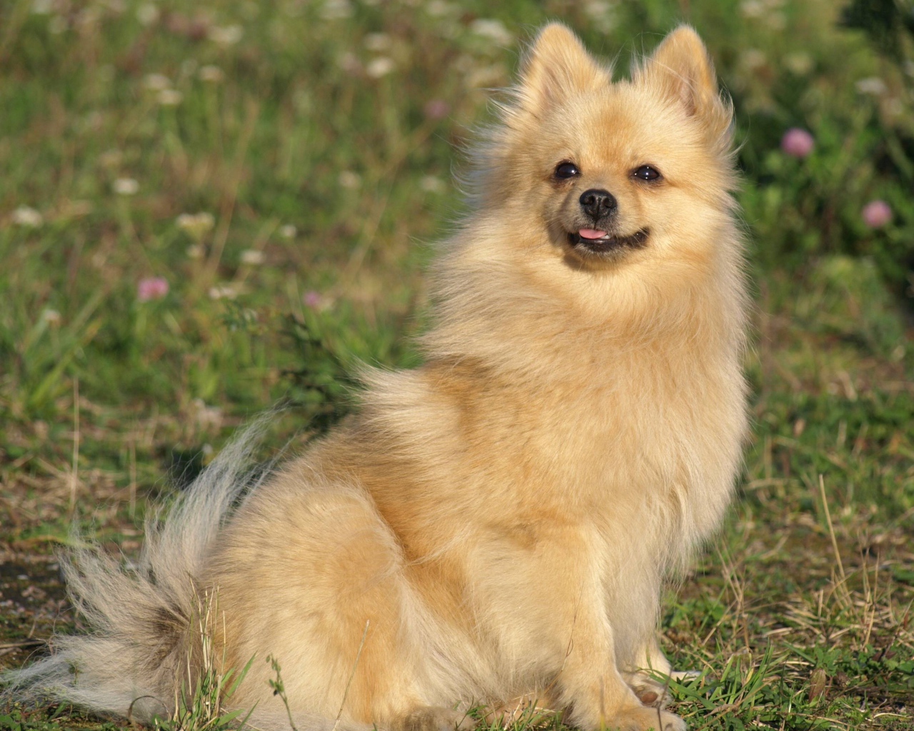 Шпиц на прогулке