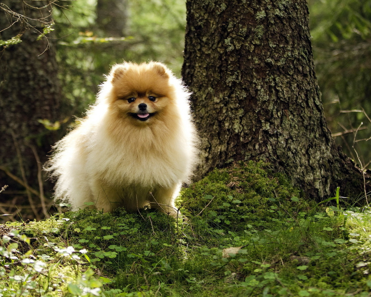 Шпиц гуляет в лесу