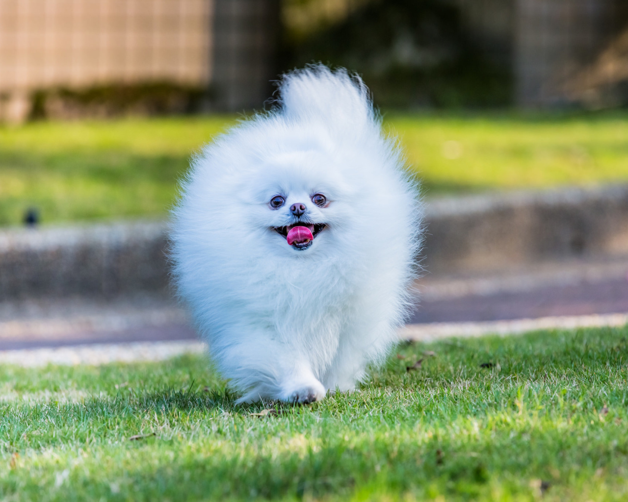 Шпиц белое облако