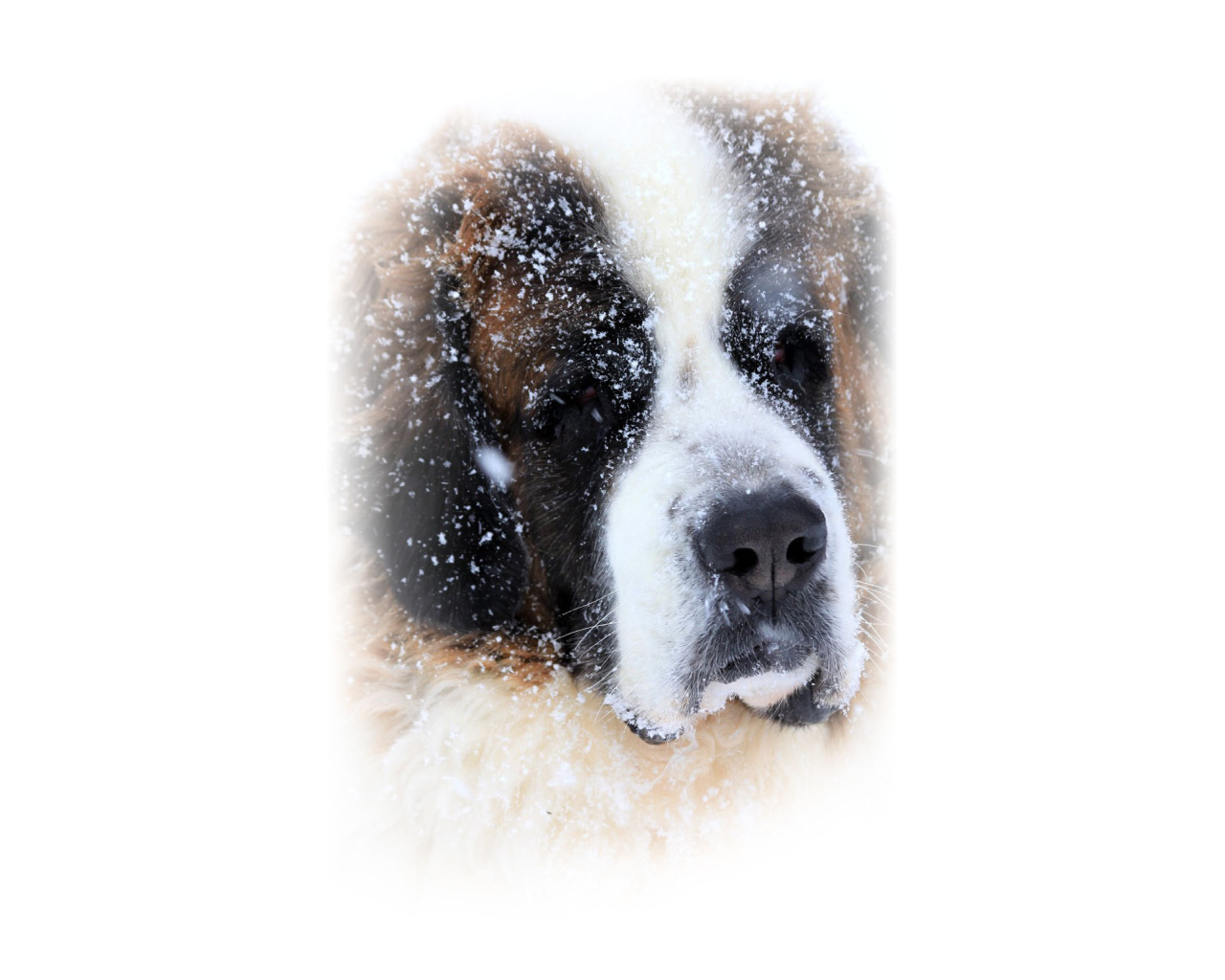 Сенбернара присыпало снегом