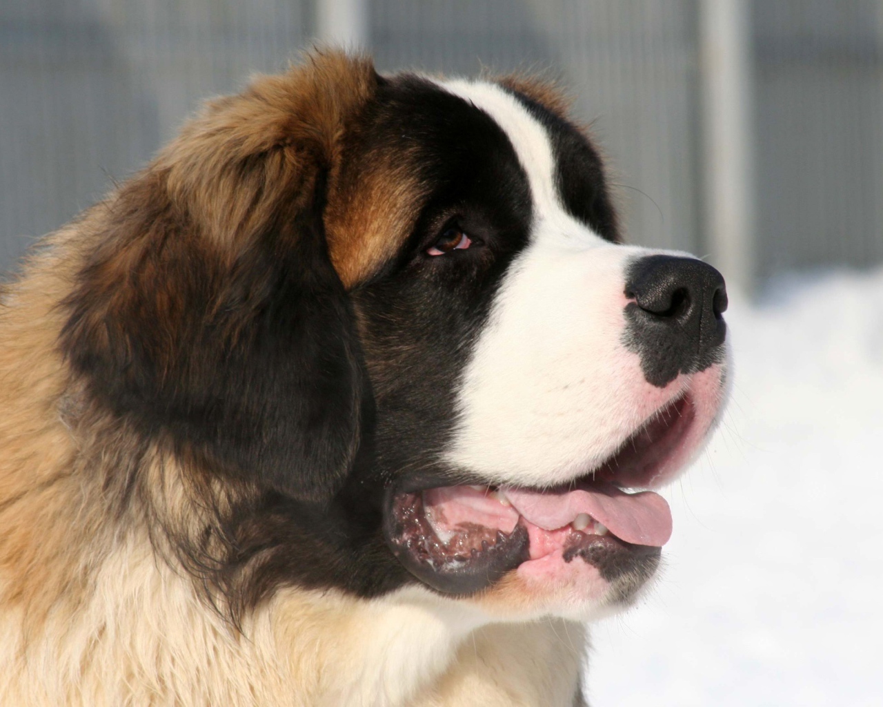 Собака сенбернар зимой