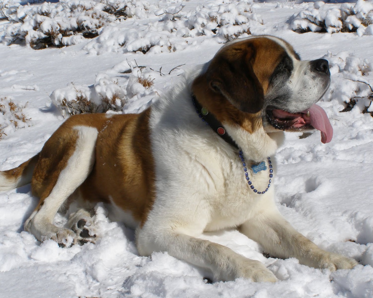 Сенбернар лежит в снегу