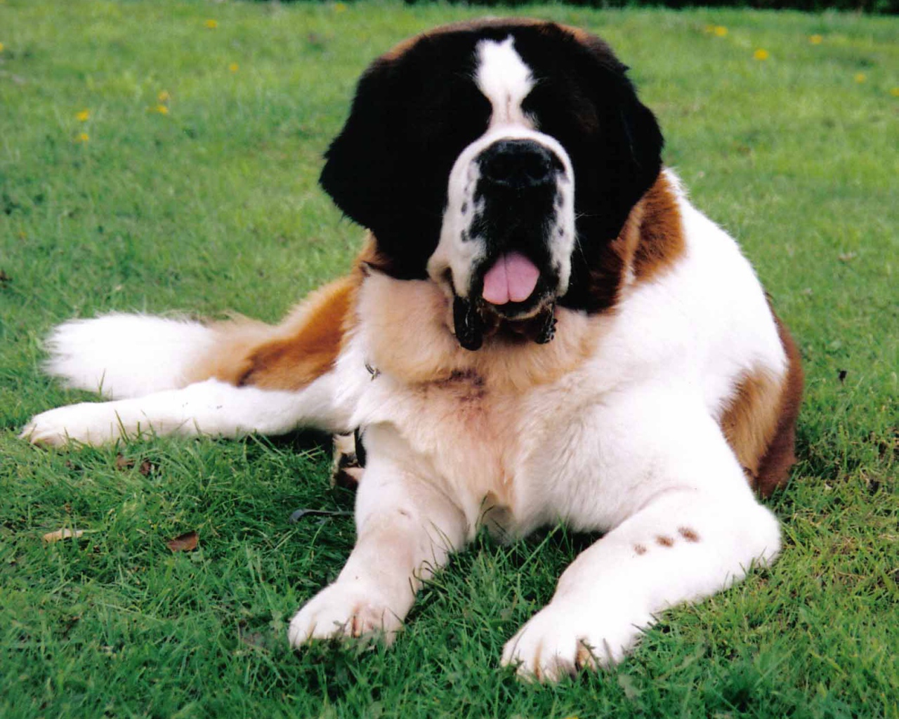 Сенбернар лежит на газоне