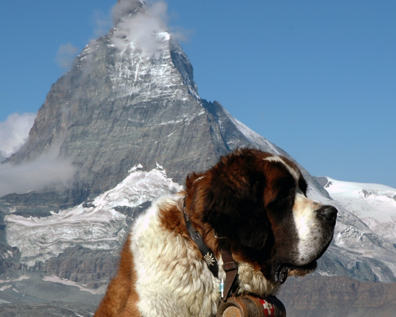 Сенбернар на фоне горы