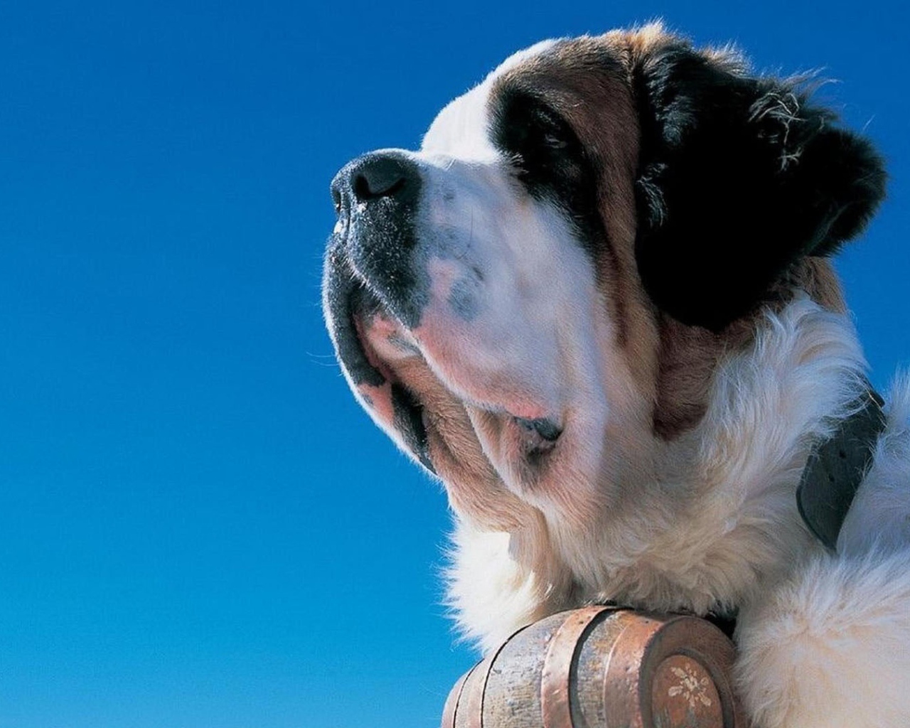 Сенбернар на фоне неба