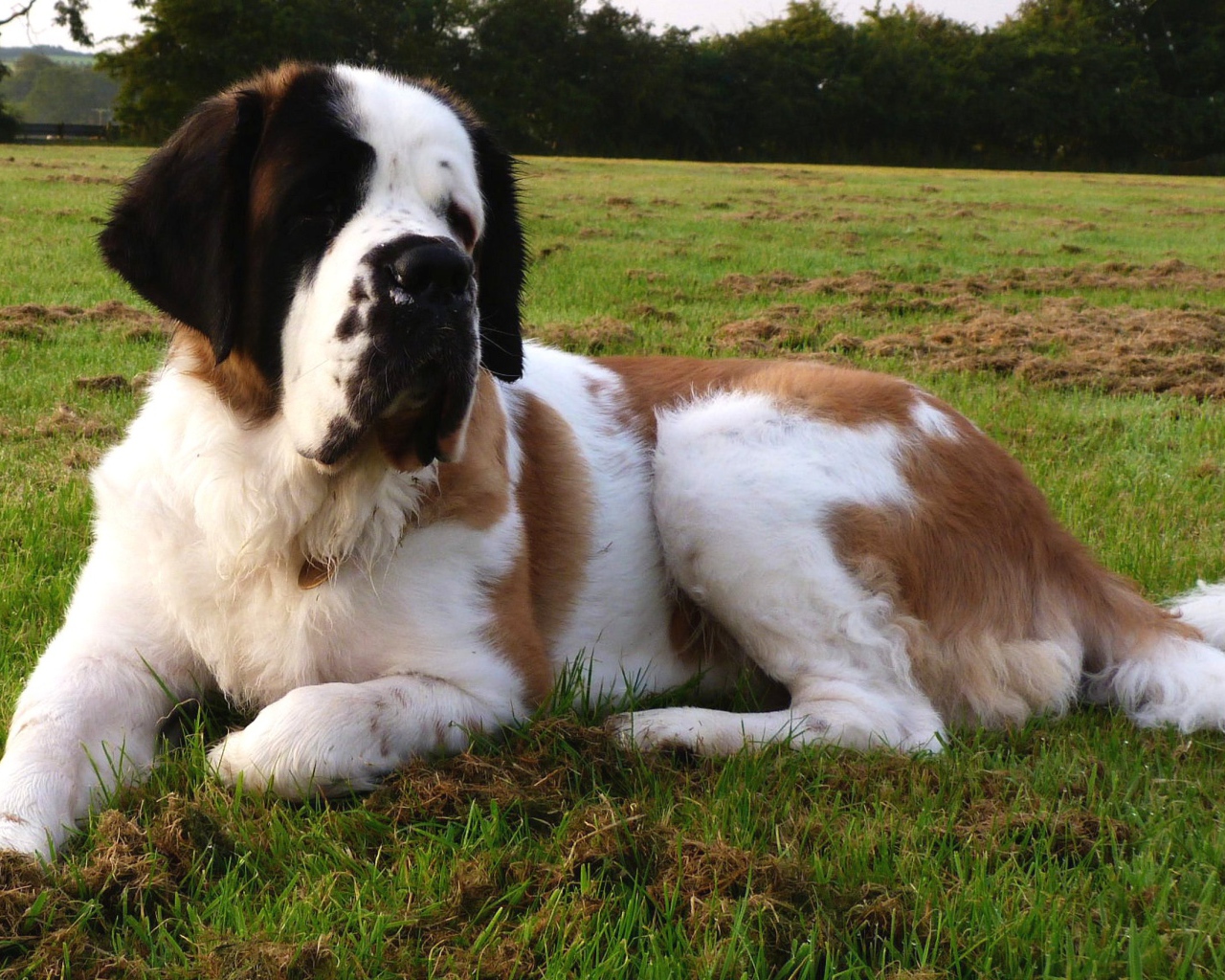 Сенбернар отдыхает на газоне