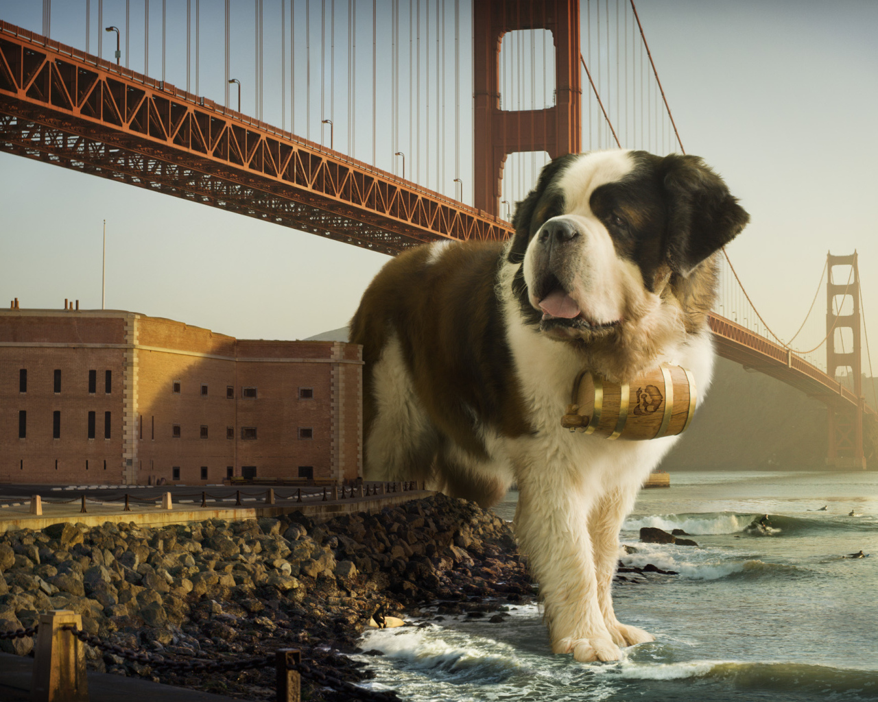 Сенбернар в Сан-Франциско