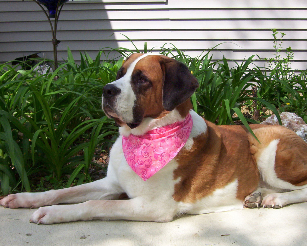 Сенбернар в розовой повязке