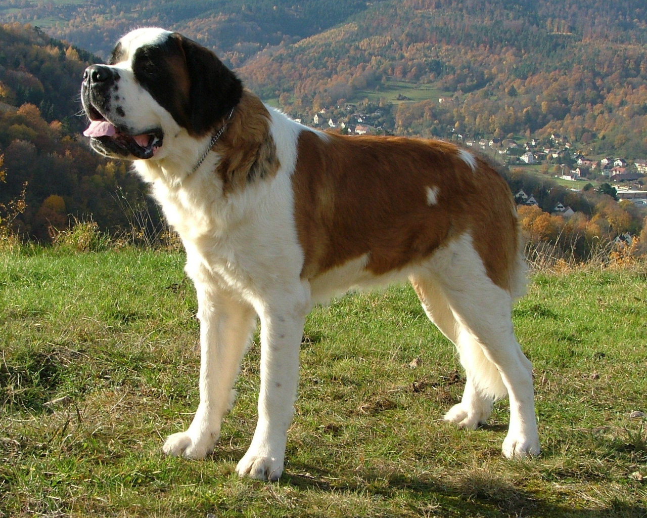 Сенбернар в Альпах