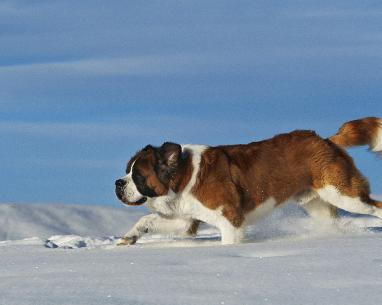Сенбернар в сугробе