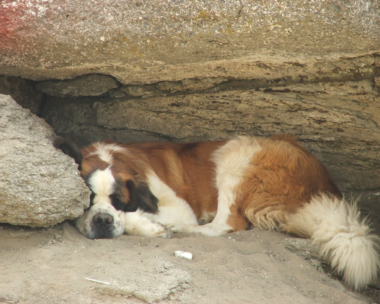 Сенбернар прилег отдохнуть под скалой