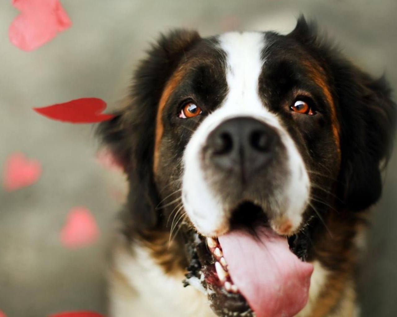 Сенбернар среди сердец