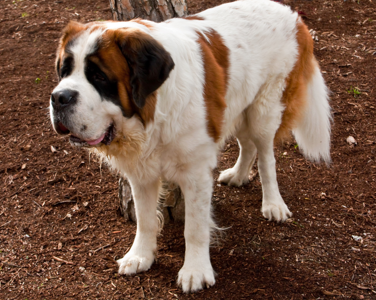 Сенбернар на земле