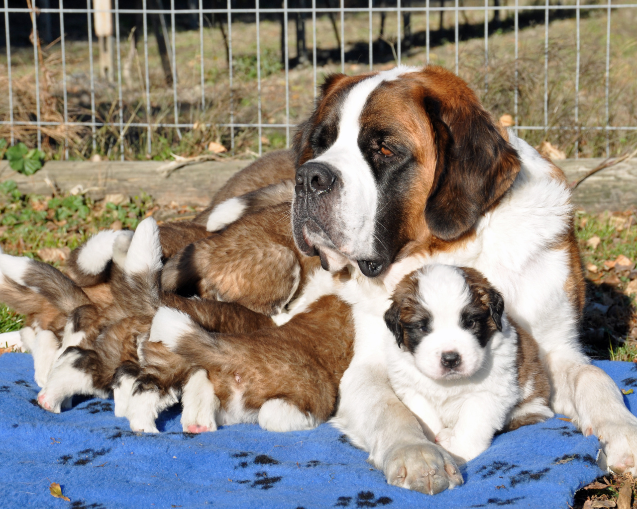 Мама сенбернар с щенками