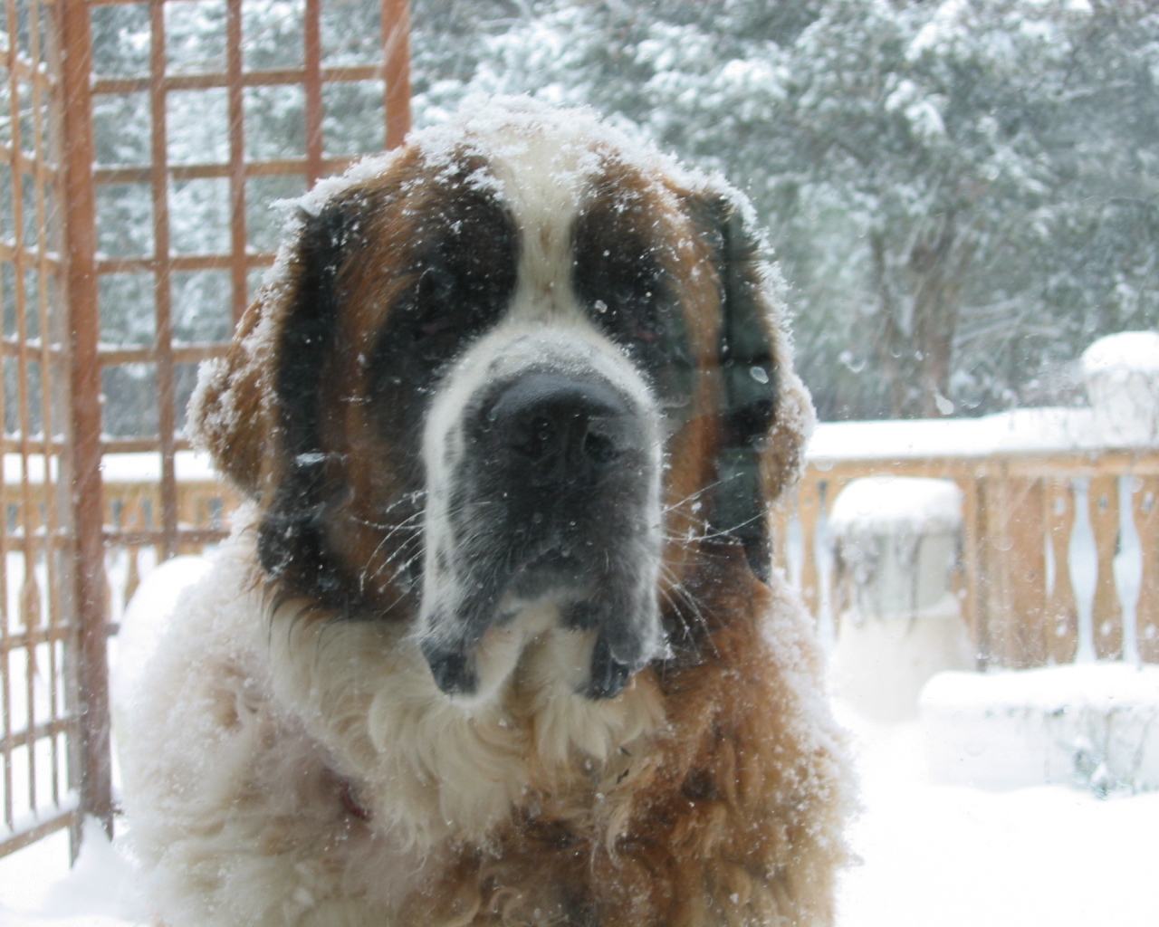 Сенбернара заметает снегом