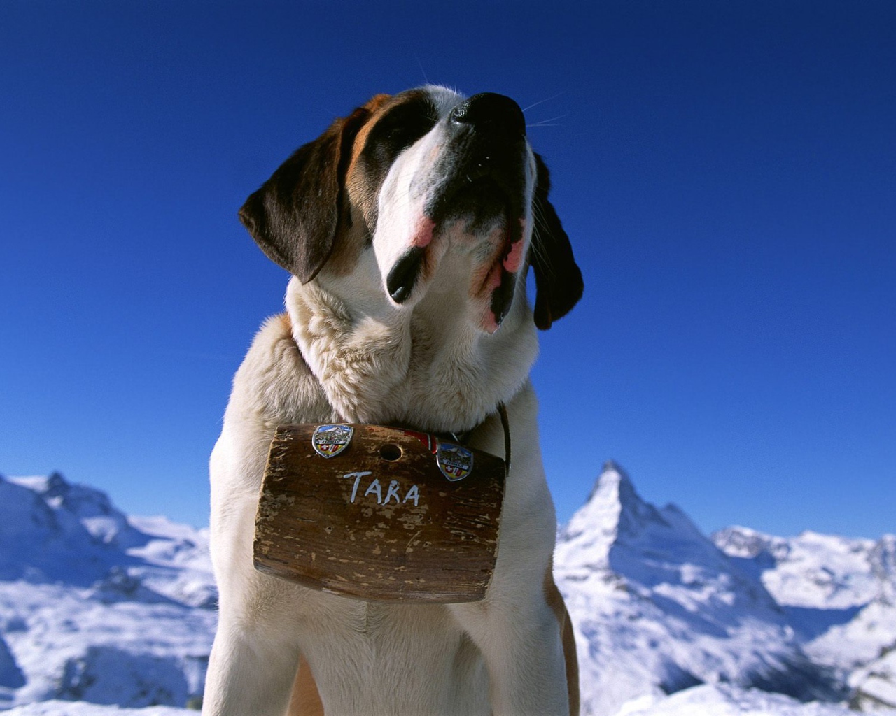 Сенбернар с бочонком вина