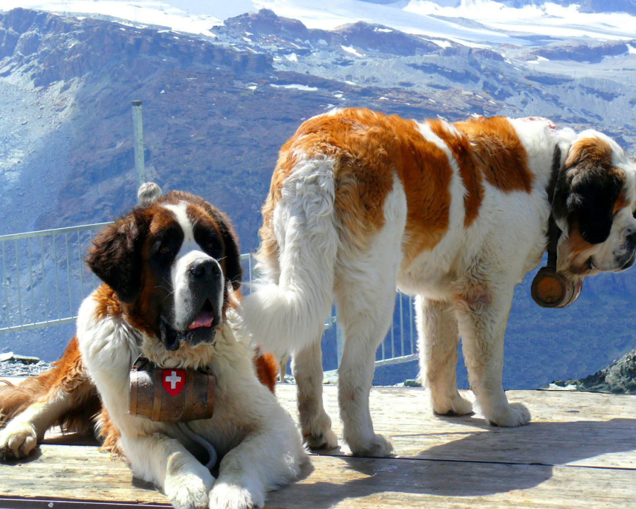 Сенбернары на фоне гор