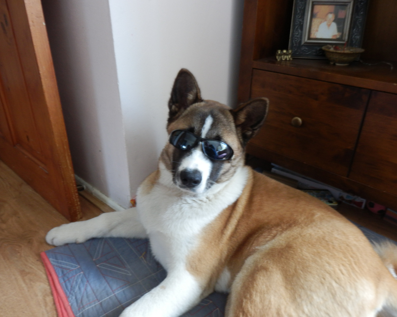 Крутой пес американская акита