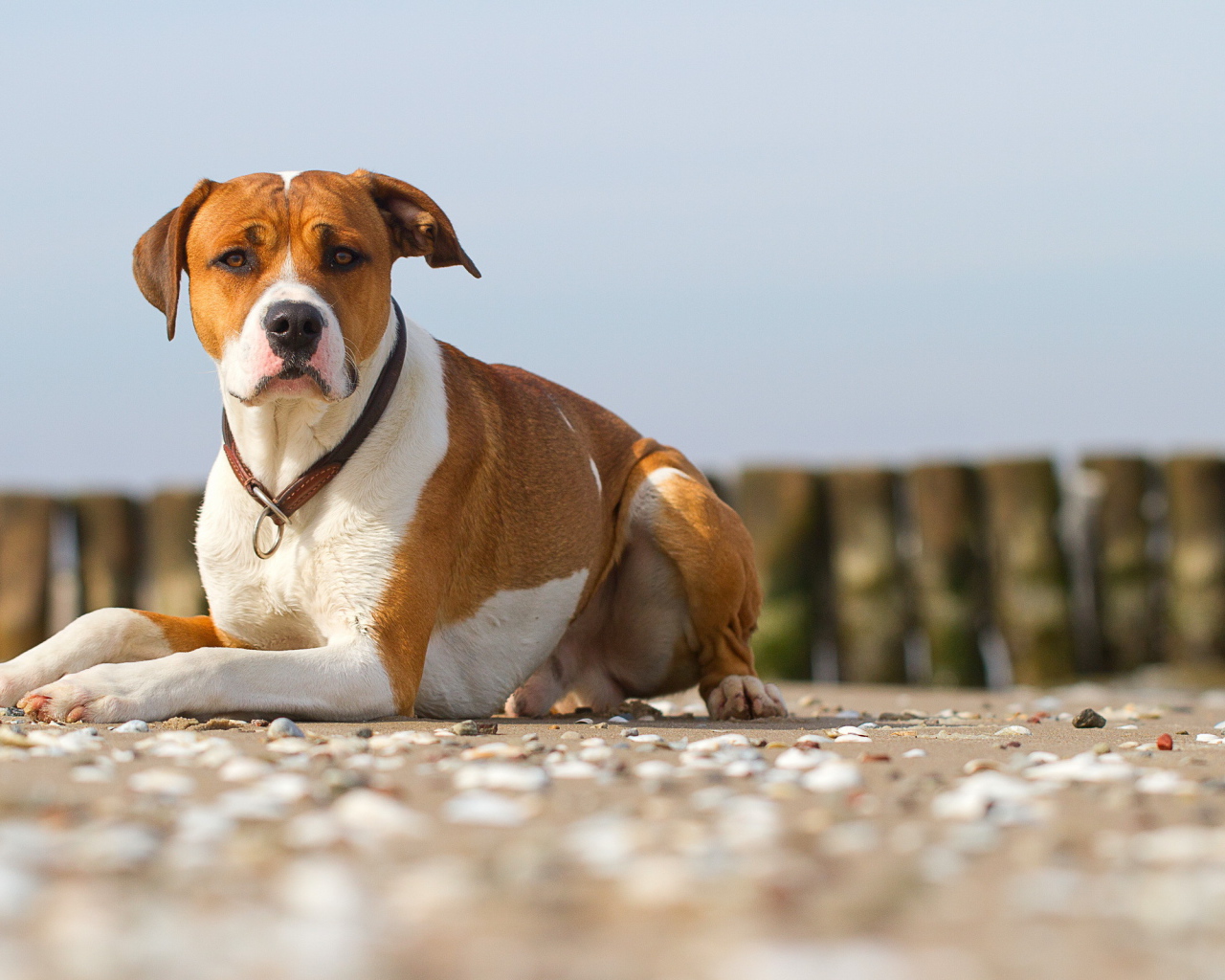 Строгий взгляд пса