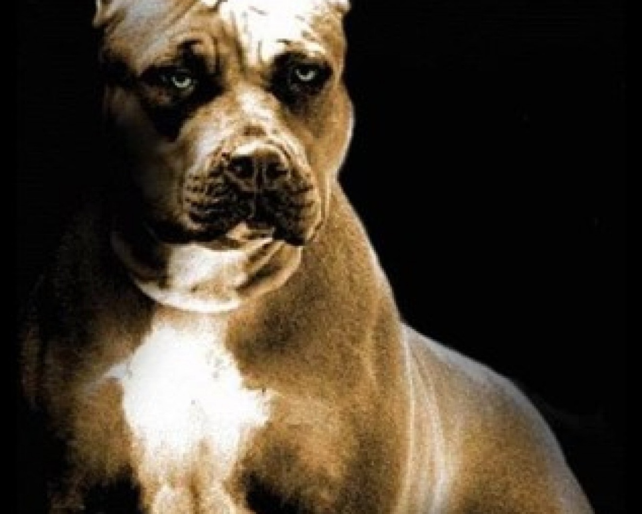 Строгий взгляд питбуля