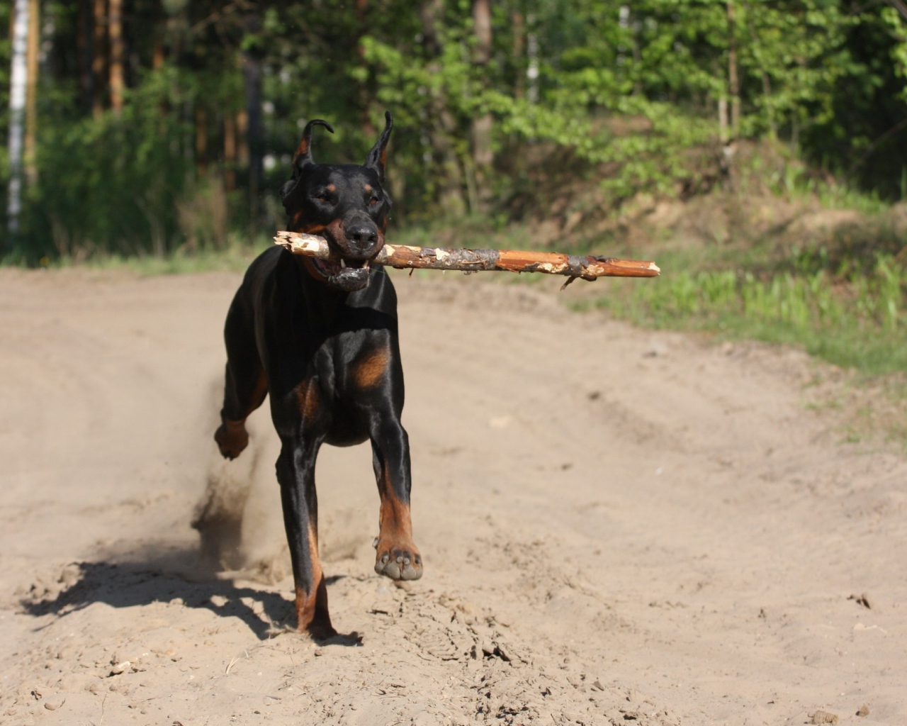 Палка в зубах добермана