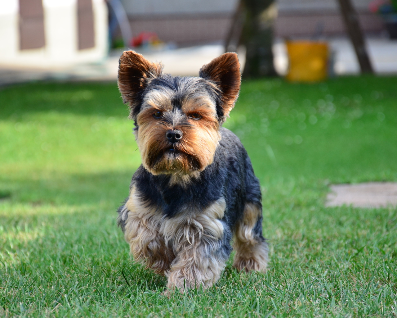 Строгий йоркширский терьер