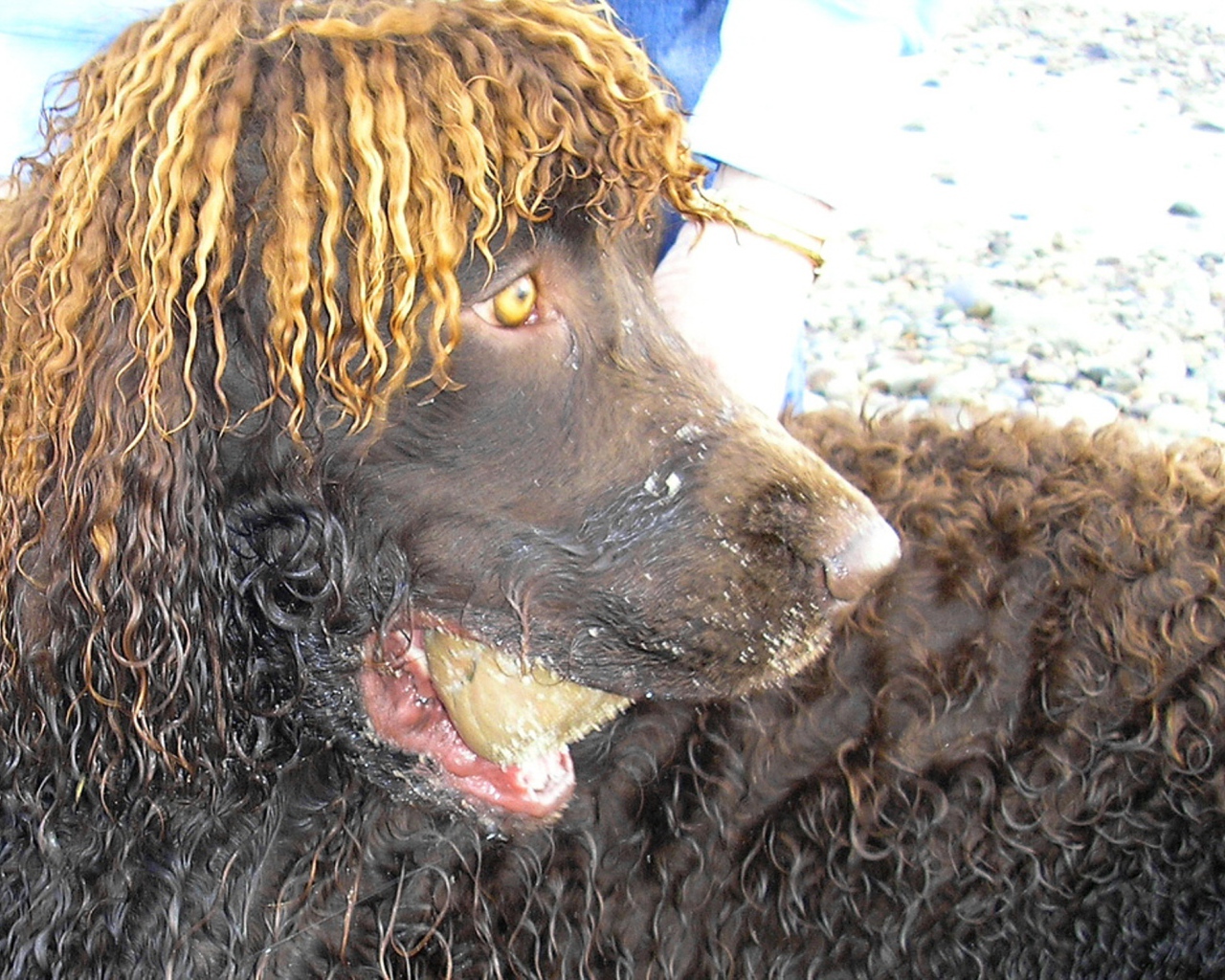 Удивленный ирландский водяной спаниель