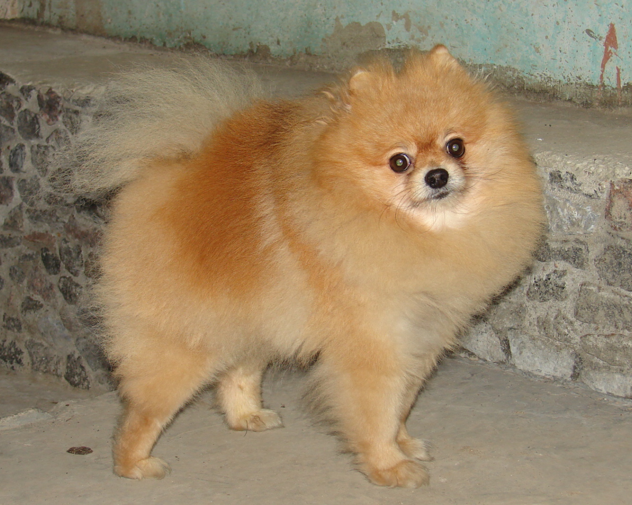 Удивленный рыжий шпиц