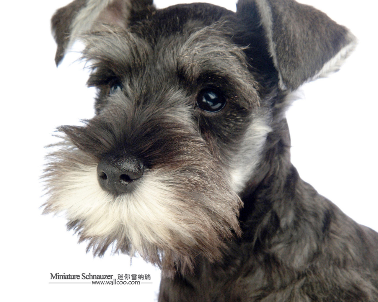 Милая мордочка шнауцера