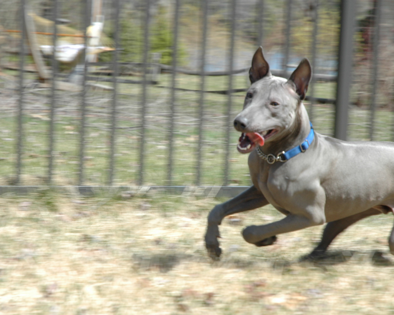 Стремительный тайский риджбек