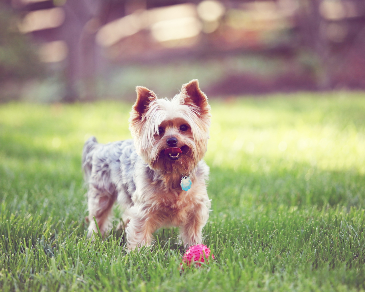 Терьер с мячиком на траве