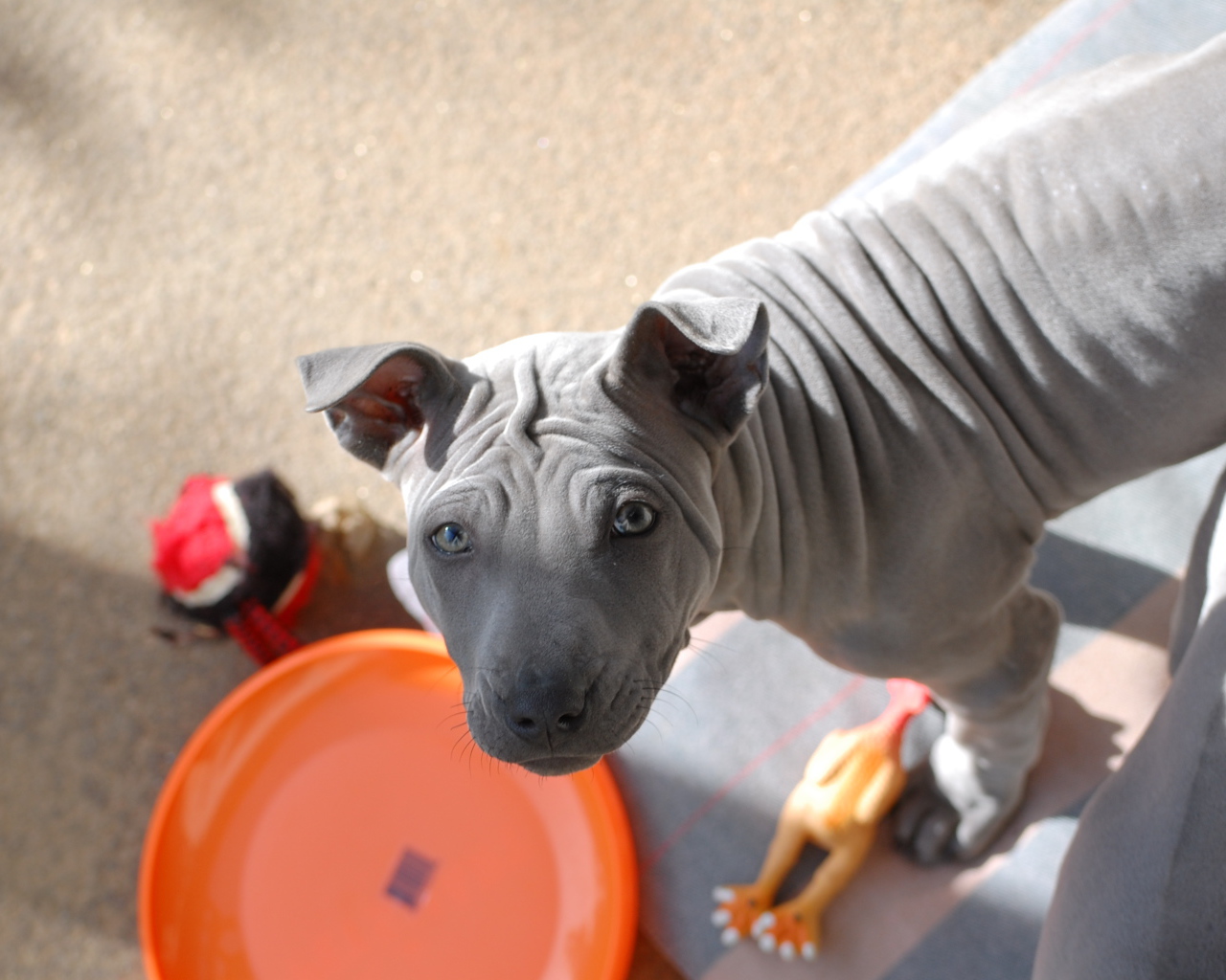 Тайский риджбек просит кушать