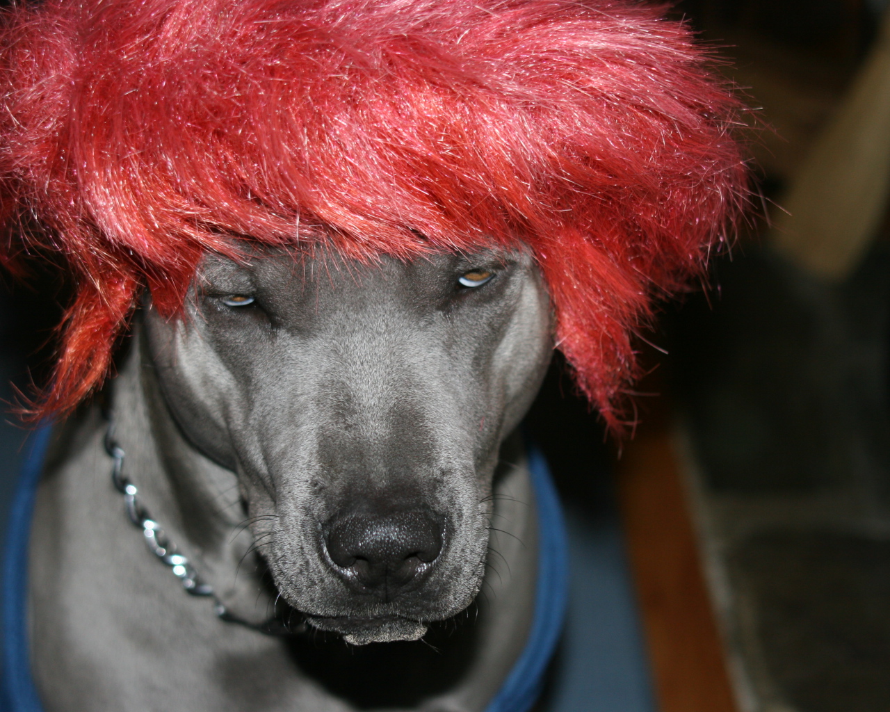 Тайский риджбек в парике