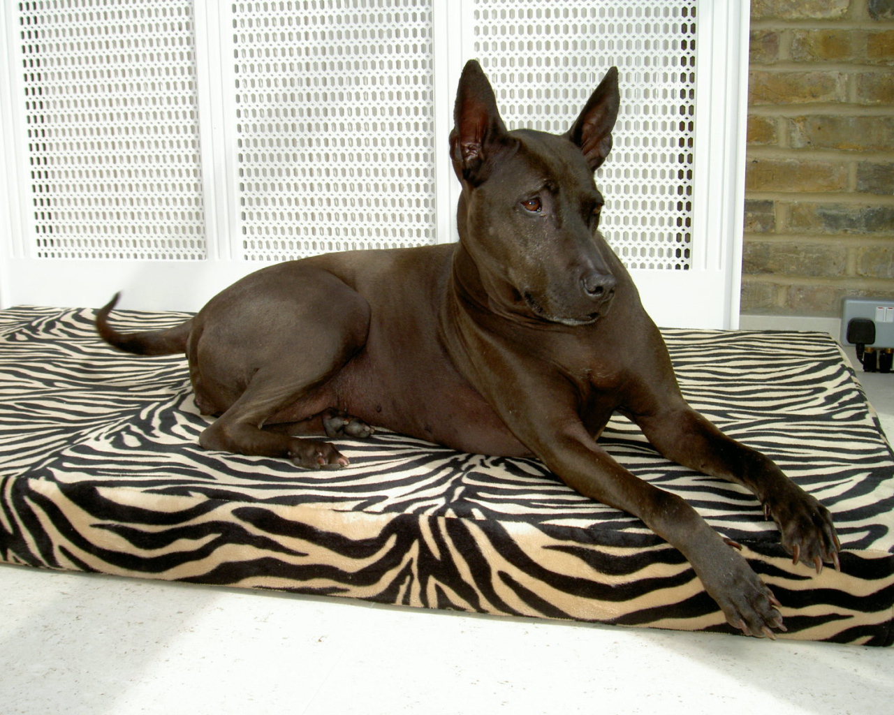 Тайский риджбек на подстилке