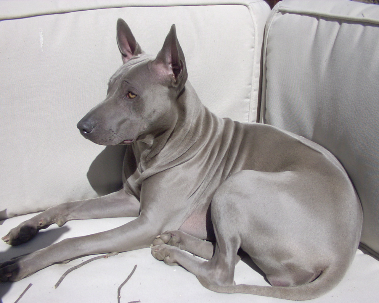 Тайский риджбек на диване