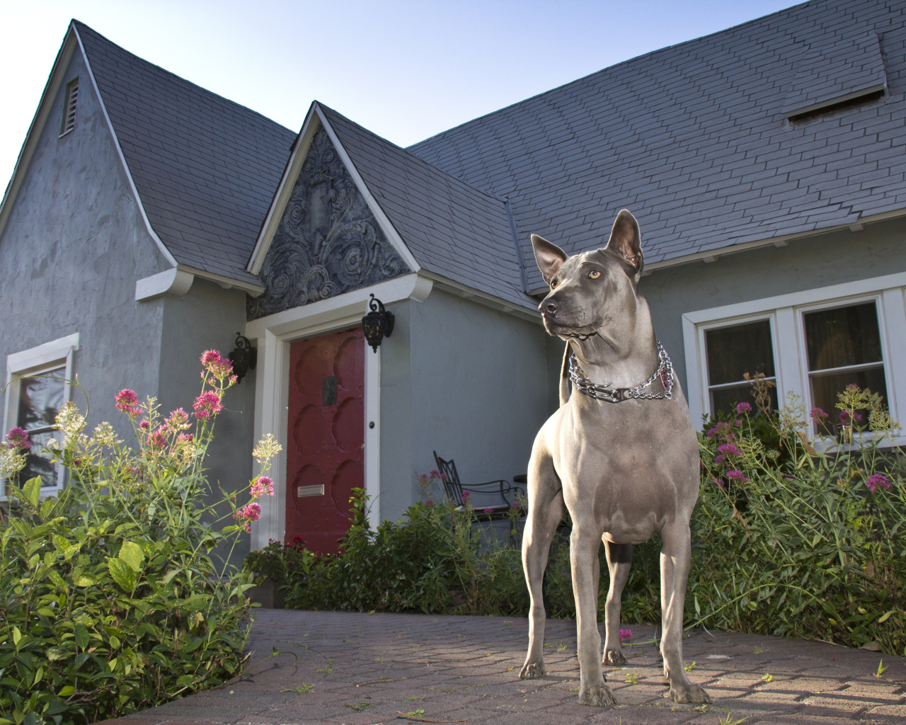 Тайский риджбек охраняет дом